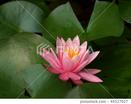 Water Lily Water Lily (Scientific name Nymphaea) 49327027