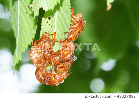 Cicada shell 49327882
