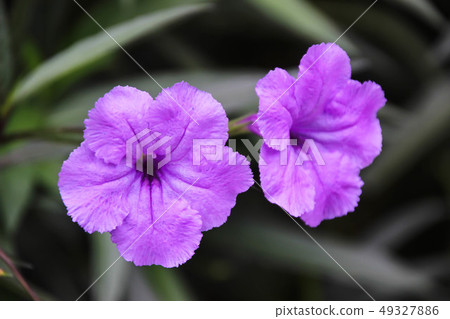 Ruellia tuberosa,Is a small annual biennial plant 49327886