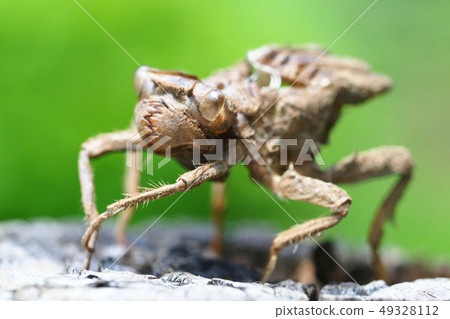 蜻蜓的外殼 蜻蜓的外殼 49328112