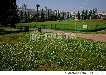Park of white clover 49328146