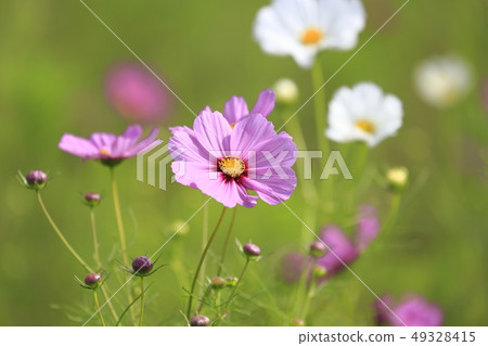 多彩的宇宙 多彩的宇宙 49328415