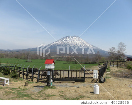 羊蹄山(北海道)在鴕鳥牧場上看到 羊蹄山(北海道)在鴕鳥牧場上看到 49328956