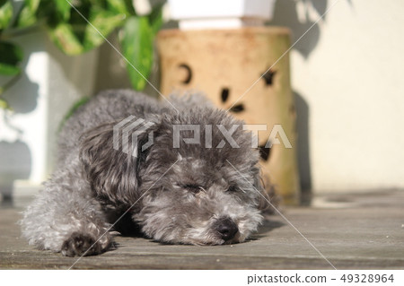 Bossa's Toy Poodle Bossa's Toy Poodle 49328964