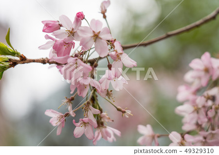 櫻花在銀座索尼公園 49329310