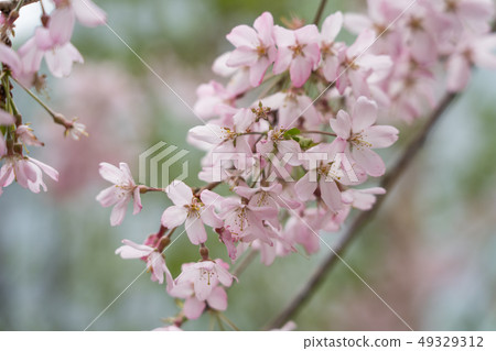 櫻花在銀座索尼公園 49329312