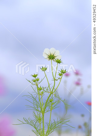 桃紅色波斯菊和藍天傳輸了光 49329452