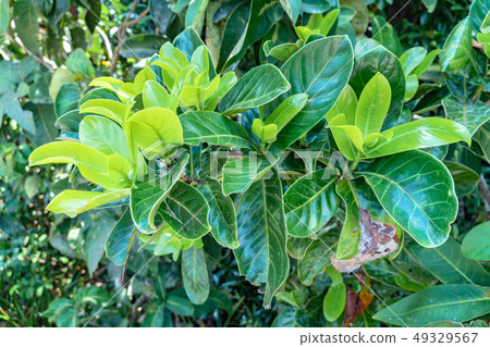 green leaf in perfect swamp forest green leaf in perfect swamp forest 49329567