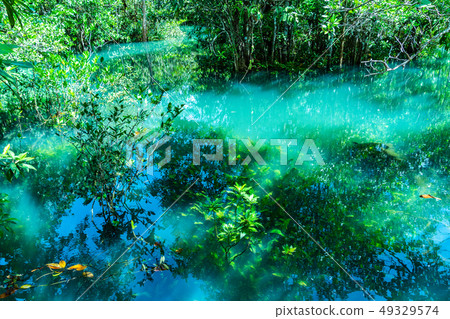 green leaf in perfect swamp forest green leaf in perfect swamp forest 49329574