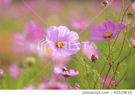 粉紅宇宙 49329618