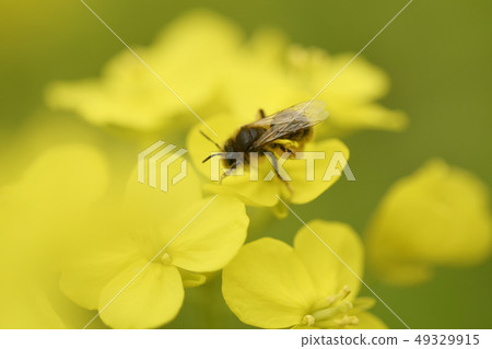 Rape blossom Japan honeybee bee honeybee honeybee honeybee honeybee spring season 49329915
