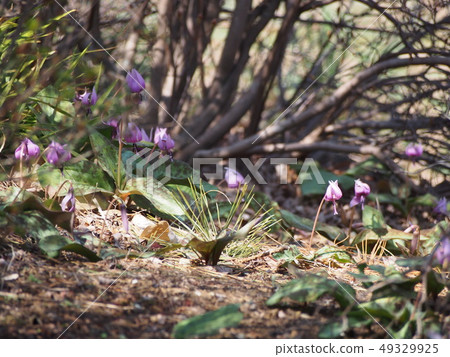 Katakuri no Hana (Fukaya city, Saitama Prefecture) 49329925