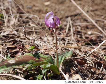 Katakuri no Hana (Fukaya city, Saitama Prefecture) 49329927