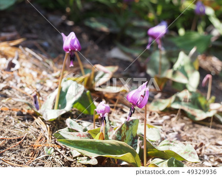 Katakuri no Hana(埼玉縣深谷市) Katakuri no Hana(埼玉縣深谷市) 49329936