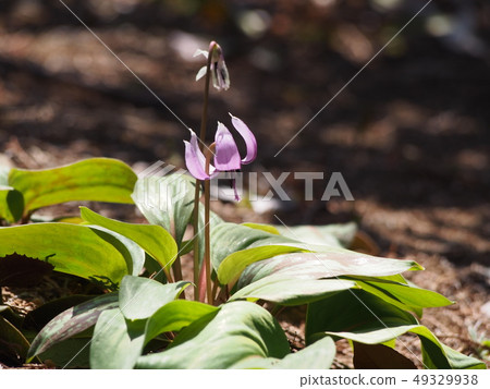 Katakuri no Hana (Fukaya city, Saitama Prefecture) 49329938