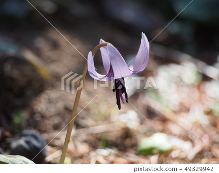 Katakuri no Hana（埼玉縣深谷市） 49329942