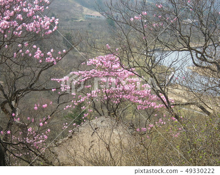 Azalea (Akashio) / Mt. Akagi, Gunma Prefecture Azalea (Akashio) / Mt. Akagi, Gunma Prefecture 49330222
