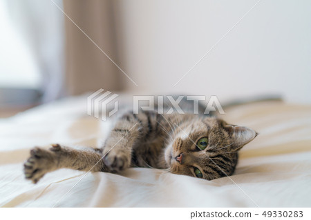 Relaxing cat Relaxing cat 49330283