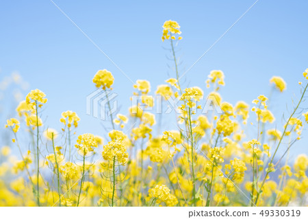 春天嫩藍天和強姦開花 49330319