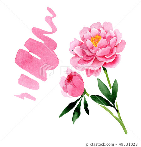 Pink peony floral botanical flowers. Watercolor background illustration set. Isolated peonies Pink peony floral botanical flowers. Watercolor background illustration set. Isolated peonies 49331028