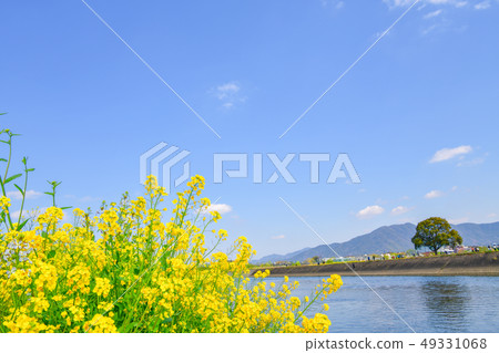 春天Ongagawa和油菜花[福岡] 49331068