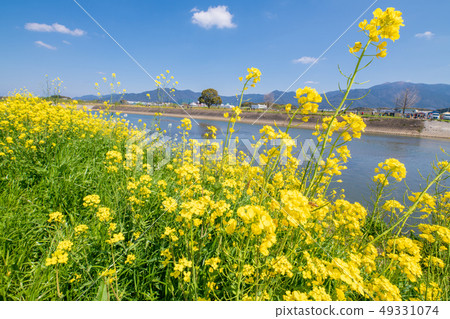 春天Ongagawa和油菜花[福岡] 49331074