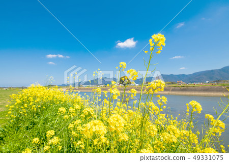 春天Ongagawa和油菜花[福岡] 49331075