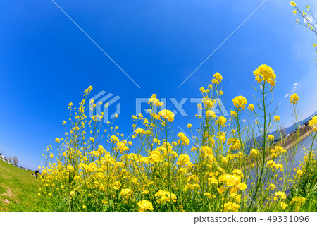 Spring Ongagawa and rape blossoms [Fukuoka Prefecture] 49331096