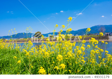 Spring Ongagawa and rape blossoms [Fukuoka Prefecture] 49331179
