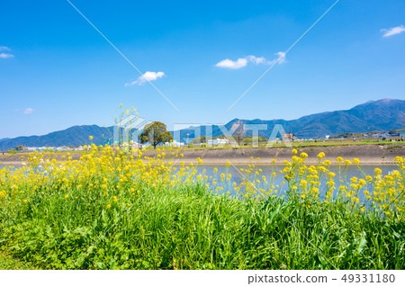 Spring Ongagawa and rape blossoms [Fukuoka Prefecture] 49331180