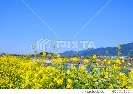 春天Ongagawa和油菜花[福岡] 49331192