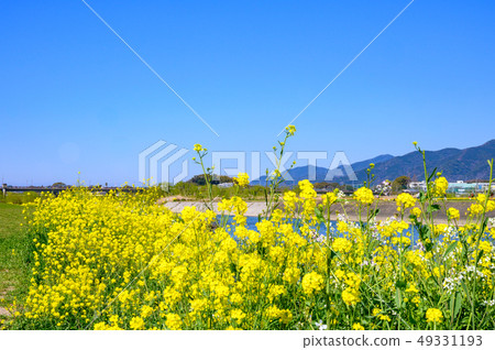 春天Ongagawa和油菜花[福岡] 49331193