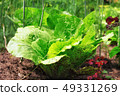 Soft focus of Big cabbage in the garden 49331269