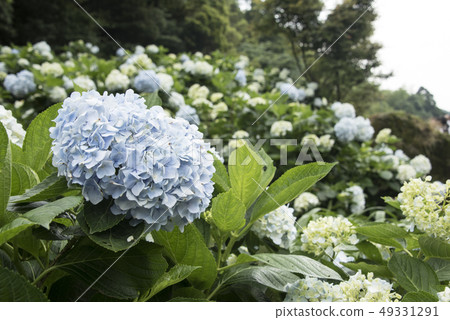 陽明山繡球花季 49331291