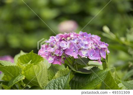 Yangmingshan Hydrangea Season Yangmingshan Hydrangea Season 49331309