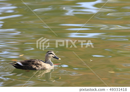 鴨 49331418