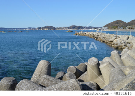 Shonan Hayama的海四足動物 49331615