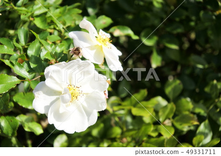 Rose schnekenigin 49331711