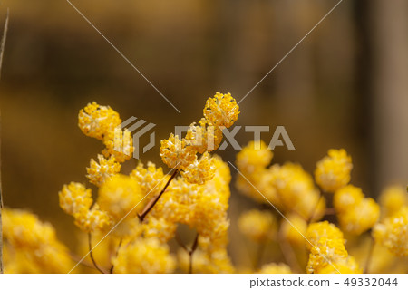 Mitumata花 49332044