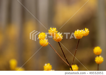 Mitumata花 49332051