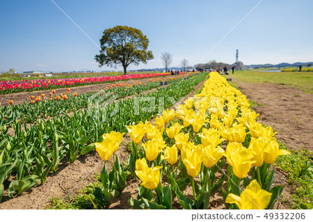Tulip field on the riverside of the Onga River [Fukuoka Prefecture] 49332206