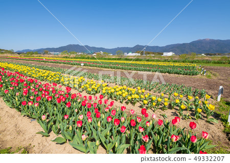Tulip field on the riverside of the Onga River [Fukuoka Prefecture] 49332207