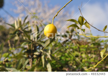 Lemon  49332443