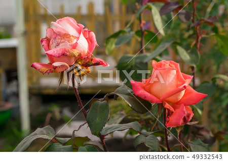 buds of scarlet, drying roses in the flower beds buds of scarlet, drying roses in the flower beds 49332543