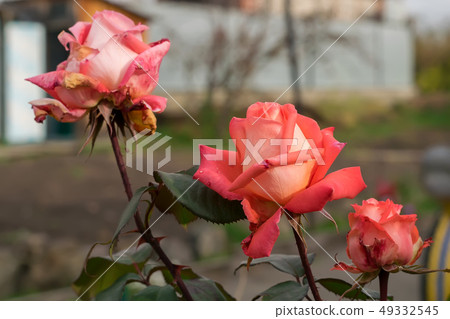 buds of scarlet, drying roses in the flower beds buds of scarlet, drying roses in the flower beds 49332545