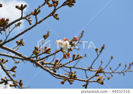 Cherry blossoms blooming Cherry blossoms blooming 49332558