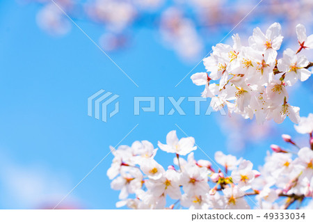 櫻桃樹 櫻桃樹 49333034