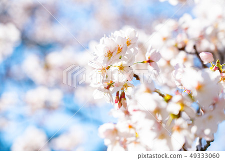 Cherry Blossoms Cherry Blossoms 49333060