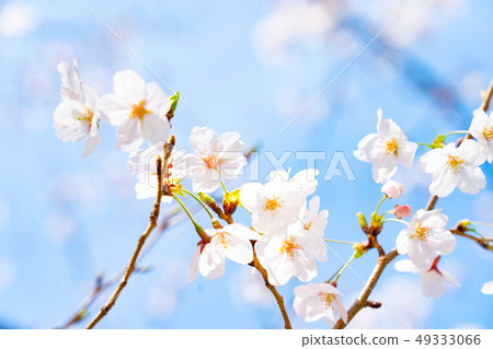 Cherry Blossoms Cherry Blossoms 49333066