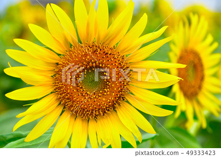 Summer sunflower Summer sunflower 49333423